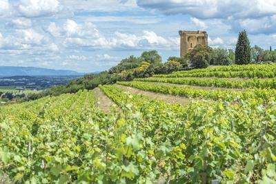 Vineyard Rhone Valley Ruins Of Castle Chateauneuf Du Pape France Photographic Print Jim Engelbrecht Art Com