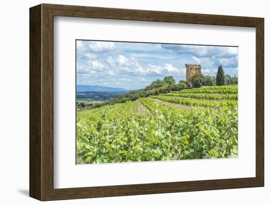 Vineyard, Rhone Valley, Ruins of castle, Chateauneuf du Pape, France-Jim Engelbrecht-Framed Photographic Print