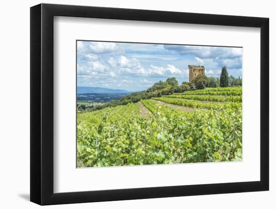 Vineyard, Rhone Valley, Ruins of castle, Chateauneuf du Pape, France-Jim Engelbrecht-Framed Photographic Print