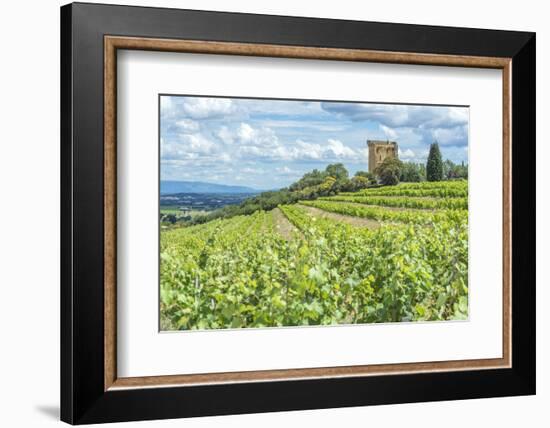 Vineyard, Rhone Valley, Ruins of castle, Chateauneuf du Pape, France-Jim Engelbrecht-Framed Photographic Print