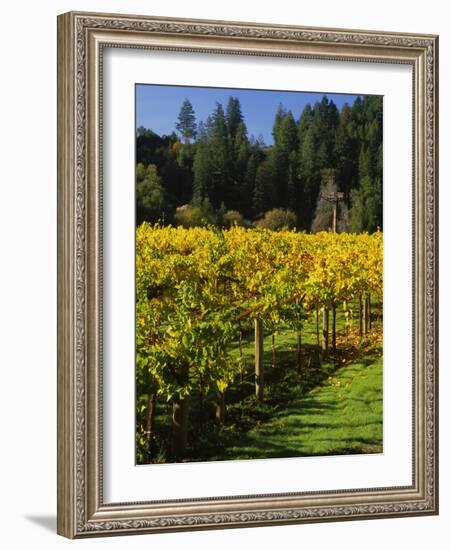 Vineyard, Russian River Valley, Sonoma, California, USA-null-Framed Photographic Print