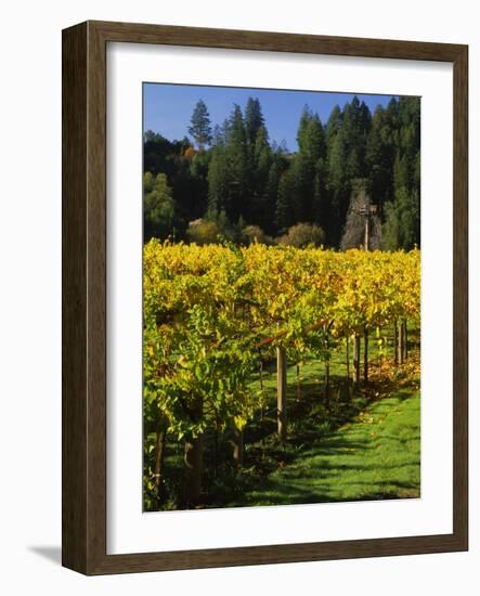 Vineyard, Russian River Valley, Sonoma, California, USA-null-Framed Photographic Print