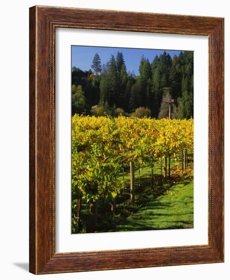 Vineyard, Russian River Valley, Sonoma, California, USA-null-Framed Photographic Print