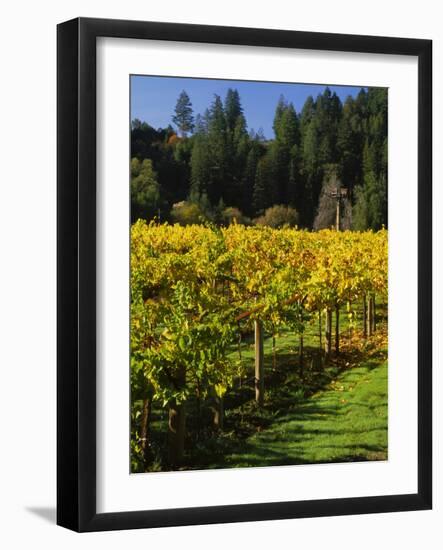 Vineyard, Russian River Valley, Sonoma, California, USA-null-Framed Photographic Print