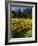 Vineyard, Russian River Valley, Sonoma, California, USA-null-Framed Photographic Print