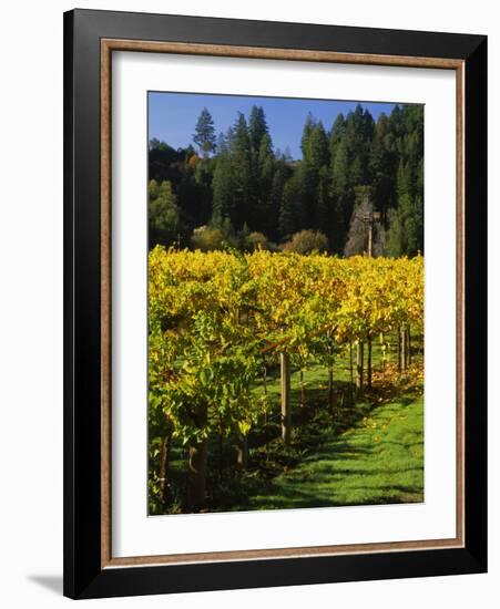 Vineyard, Russian River Valley, Sonoma, California, USA-null-Framed Photographic Print