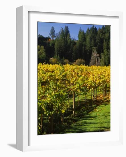 Vineyard, Russian River Valley, Sonoma, California, USA-null-Framed Photographic Print