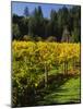 Vineyard, Russian River Valley, Sonoma, California, USA-null-Mounted Photographic Print