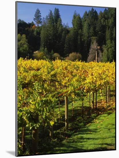 Vineyard, Russian River Valley, Sonoma, California, USA-null-Mounted Photographic Print