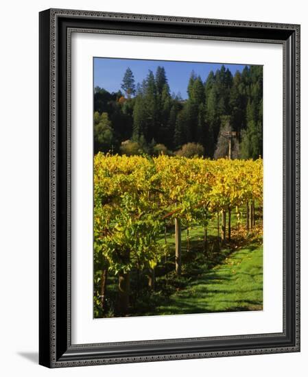 Vineyard, Russian River Valley, Sonoma, California, USA-null-Framed Photographic Print