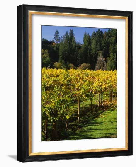 Vineyard, Russian River Valley, Sonoma, California, USA-null-Framed Photographic Print