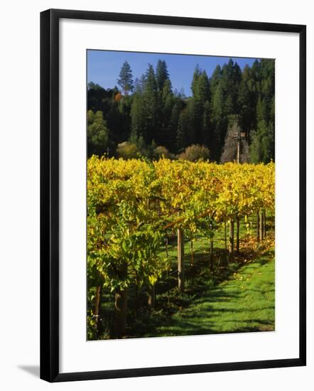 Vineyard, Russian River Valley, Sonoma, California, USA-null-Framed Photographic Print