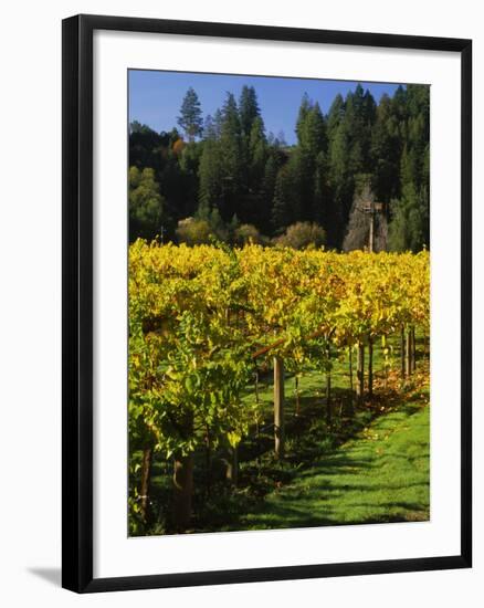 Vineyard, Russian River Valley, Sonoma, California, USA-null-Framed Photographic Print