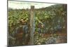 Vineyard, San Luis Obispo County-null-Mounted Art Print