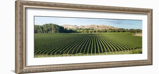 Vineyard seen from Breckenridge Lodge, North Island, New Zealand-null-Framed Photographic Print