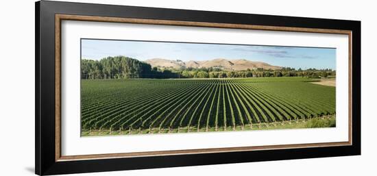 Vineyard seen from Breckenridge Lodge, North Island, New Zealand-null-Framed Photographic Print