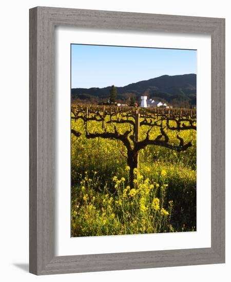 Vineyard, Sonoma, California, USA-null-Framed Photographic Print