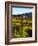 Vineyard, Sonoma, California, USA-null-Framed Photographic Print