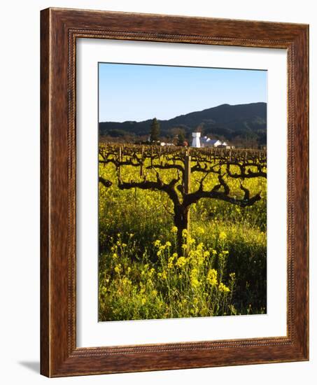 Vineyard, Sonoma, California, USA-null-Framed Photographic Print