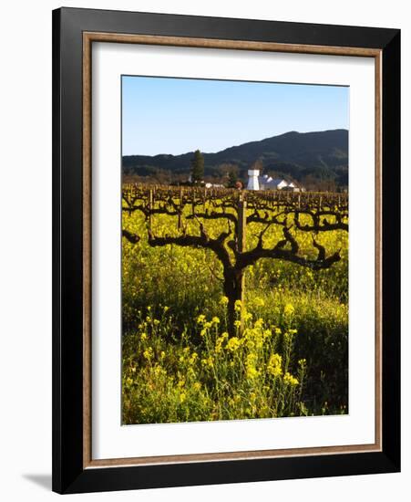 Vineyard, Sonoma, California, USA-null-Framed Photographic Print