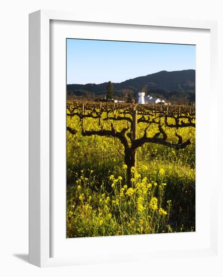 Vineyard, Sonoma, California, USA-null-Framed Photographic Print