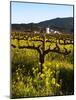 Vineyard, Sonoma, California, USA-null-Mounted Photographic Print