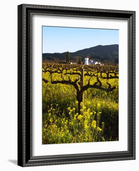 Vineyard, Sonoma, California, USA-null-Framed Photographic Print