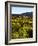 Vineyard, Sonoma, California, USA-null-Framed Photographic Print