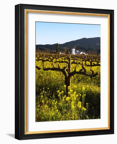 Vineyard, Sonoma, California, USA-null-Framed Photographic Print