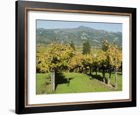 Vineyard, Sonoma County, California, USA-Ethel Davies-Framed Photographic Print