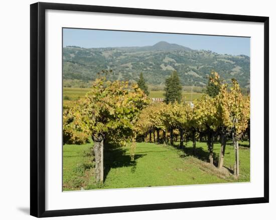 Vineyard, Sonoma County, California, USA-Ethel Davies-Framed Photographic Print