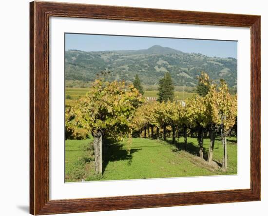 Vineyard, Sonoma County, California, USA-Ethel Davies-Framed Photographic Print