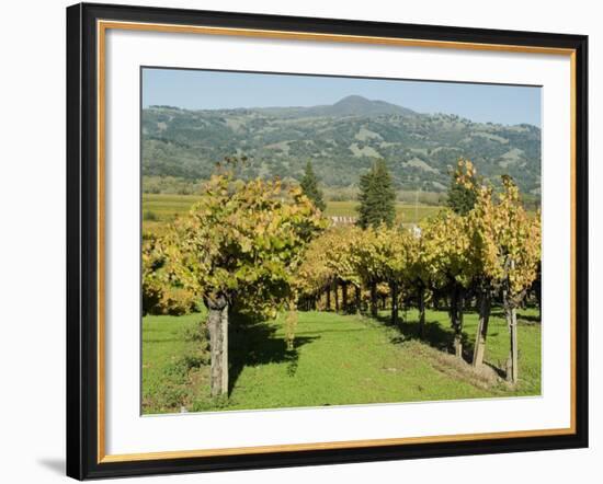 Vineyard, Sonoma County, California, USA-Ethel Davies-Framed Photographic Print