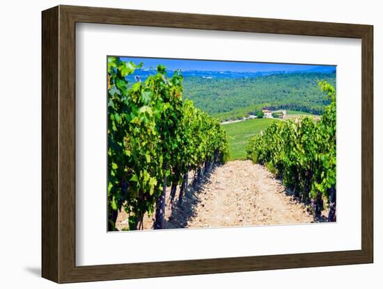 Vineyard, Strada in Chianti, Tuscany, Italy, Europe-Nico Tondini-Framed Photographic Print