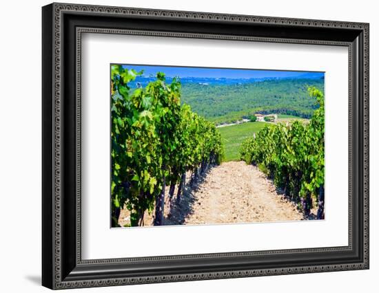 Vineyard, Strada in Chianti, Tuscany, Italy, Europe-Nico Tondini-Framed Photographic Print