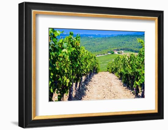 Vineyard, Strada in Chianti, Tuscany, Italy, Europe-Nico Tondini-Framed Photographic Print