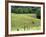 Vineyard Tractor in Vines at Chateau Soucherie of Pierre-Yves Tijou, Maine Et Loire, France-Per Karlsson-Framed Photographic Print