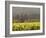 Vineyard View, St. Helena, Napa Valley, California-Walter Bibikow-Framed Photographic Print