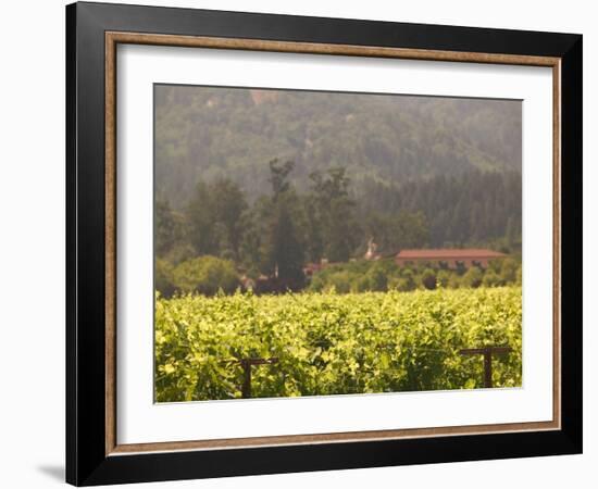 Vineyard View, St. Helena, Napa Valley, California-Walter Bibikow-Framed Photographic Print