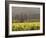 Vineyard View, St. Helena, Napa Valley, California-Walter Bibikow-Framed Photographic Print