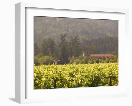 Vineyard View, St. Helena, Napa Valley, California-Walter Bibikow-Framed Photographic Print