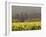 Vineyard View, St. Helena, Napa Valley, California-Walter Bibikow-Framed Photographic Print