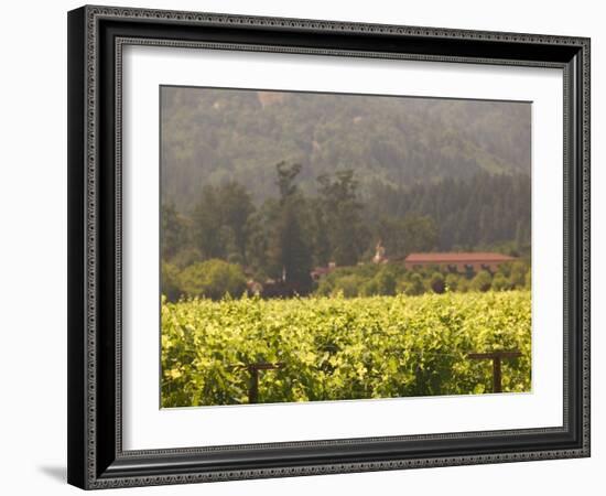 Vineyard View, St. Helena, Napa Valley, California-Walter Bibikow-Framed Photographic Print