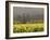 Vineyard View, St. Helena, Napa Valley, California-Walter Bibikow-Framed Photographic Print