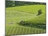 Vineyard viewed from Monteriggioni, Tuscany, Italy-Adam Jones-Mounted Photographic Print