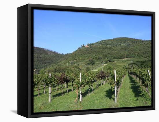 Vineyard, Vincenza, Veneto, Italy, Europe-Vincenzo Lombardo-Framed Premier Image Canvas