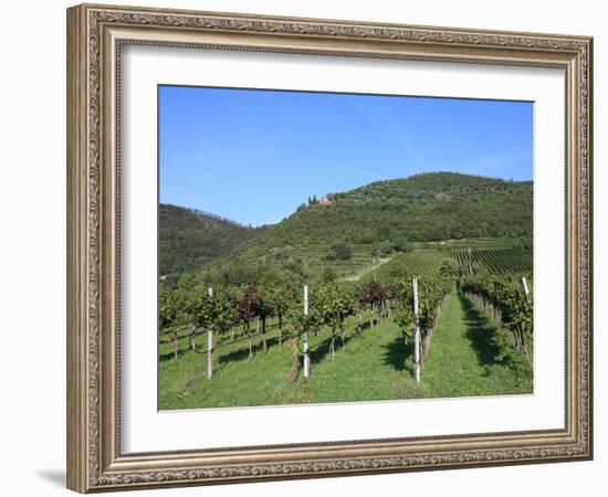 Vineyard, Vincenza, Veneto, Italy, Europe-Vincenzo Lombardo-Framed Photographic Print