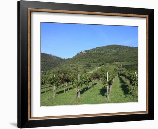 Vineyard, Vincenza, Veneto, Italy, Europe-Vincenzo Lombardo-Framed Photographic Print