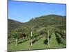 Vineyard, Vincenza, Veneto, Italy, Europe-Vincenzo Lombardo-Mounted Photographic Print