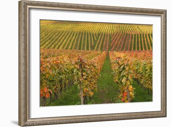 Vineyard, Vines, Autumn, Vines, Leaves-Herbert Kehrer-Framed Photographic Print